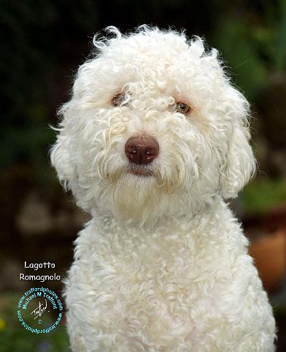 Lagotto Romagnollo 9M048D-19.JPG